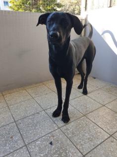 Magyar Vizsla-Malinois Mix