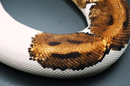 1. 0 Orange Dream Pied Proven Breeder
