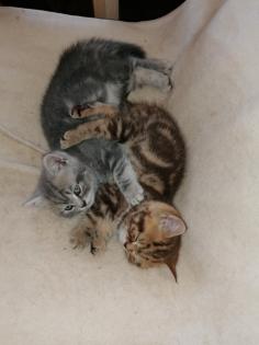 BKH Kitten suchen Dosenöffner