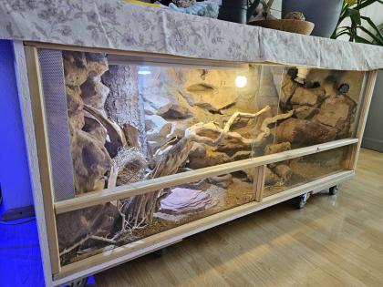 4 Leopardgeckos mit Terrarium