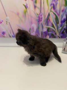 Edelmix Kätzchen Ragdoll Angora