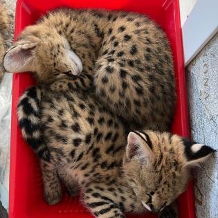 Karakal- und Serval-Kätzchen