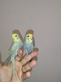 2 super zahm Wellensittiche Rainbow Wellis Vögel handzahm 3 Mona