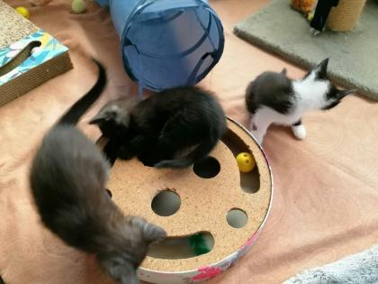 Kitten Katzenbaby Katzenkinder Babykatze Katzenbabies Katzenjunge