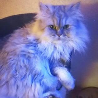 Dringend Monty Kastrierter Perser Kater Silver Shadow 3 5 Jahre