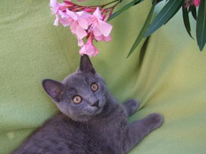 Süße kleine Kätzchen / Kitten / Katzenbabys