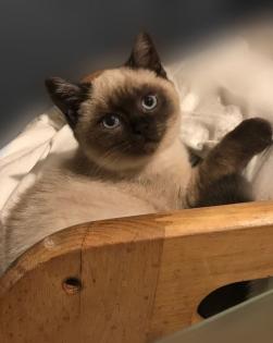 Süßes BKH Geschwisterpärchen sucht neues zu Hause