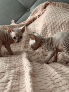 Sphinx Kitten nackt Katzen