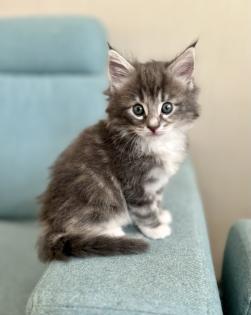 Norwegische Waldkatze reinrassige Mädchen suchen ein liebevolles zu Hause
