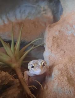 4 Leopardgeckos mit Terrarium
