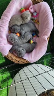 Britisch kurzhaar Kitten