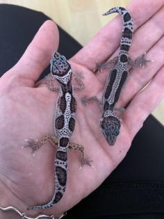 0. 1 Mack Snow Stripe Leopardgecko Weibchen Enz 23 abzugeben