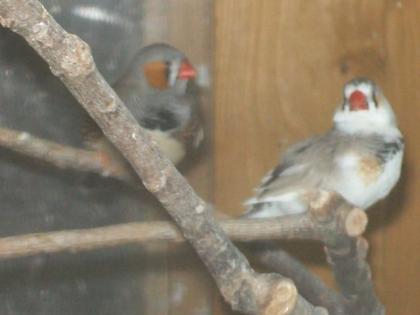 Verkaufe Zebrafinkenhähne ab Euro 6 -