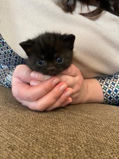 BKH Katze Black Gold Tabby Classic