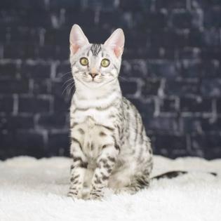 Top Bengal Kätzchen - Reinrassige - Absoluter Top Preis