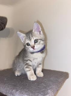 BKH Deckkater sehr erfahren