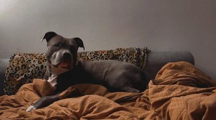 American Bully Hündin.