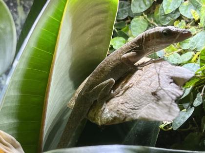 Rotkehlanolis anolis carolinensis
