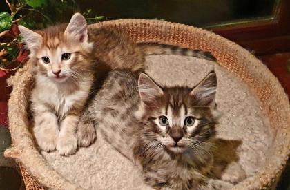 2 typvolle Katzenkinder Norwegische Waldkatze in amber Bernstein