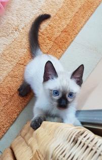 Siam /Thai Kitten Seal Chocolate Point Babys Kätzchen