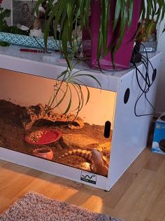 Blauzungenskink Tiliqua gigas Irian jaya Blauzunge Skink
