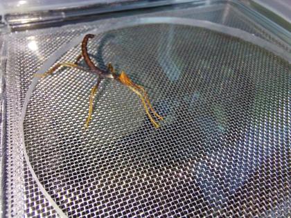 Australische Gespenstschrecke Extatosoma tiaratum