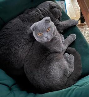 2 British Shorthair Mix / Britisch Kurzhaar Mix Katzen abzugeben