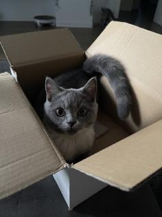 BKH Katzen suchen neues Zuhause