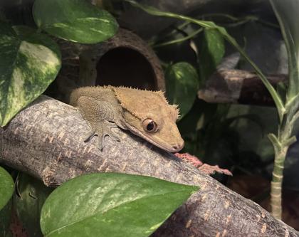 Terrarium und Kronengecko mit komplettem Zubehör