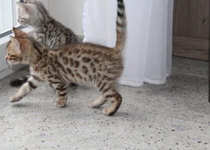 Reinrassige Bengal Kitten