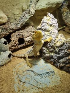 Bartagame m mit großem Terrarium Quarantäneterrarium inkl. Beleuchtung und viel Zubehör