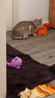 Süßer Bengal - Kater Balu sucht ein neues Zuhause