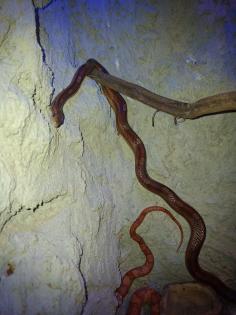 Kornnattern mit oder Ohne Terrarium dringend wegen Umzug abzugeben