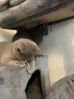 Zwei liebe BKH Kitten lilac blue weiblich