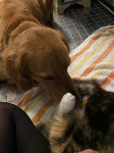 Trines Kitten suchen ein zu Hause
