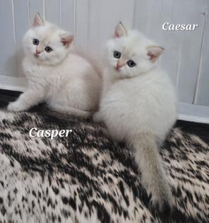 Reinrassige BKH Kitten mit Stammbaum