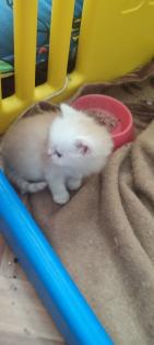 Zuckersüße Main coon/ Perser Kitten