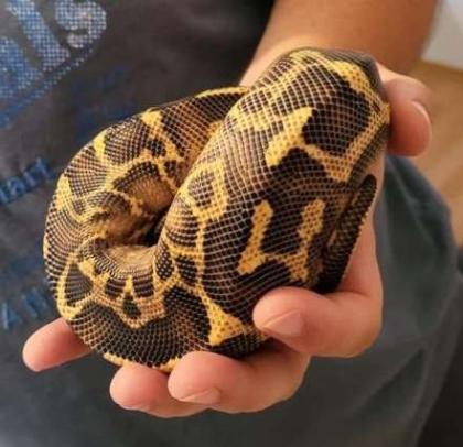 1. 0 Python regius Leopard Freeway NZ21