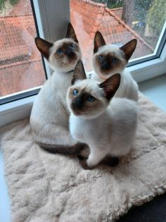 Siam /Thai Kitten Seal Point Babys Kätzchen. Abgabebereit.