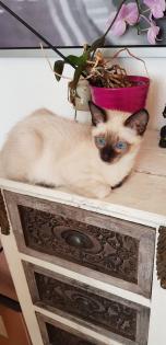 Siam /Thai Kitten Seal Chocolate Point Babys Kätzchen