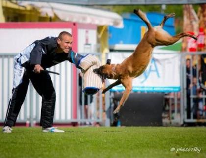 Belgischer Schäferhund malinois Welpen Auzzy Ostraryka IPO3