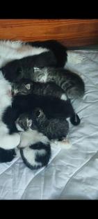 Perser Mix Kitten suchen ein liebevolles Zuhause ab November