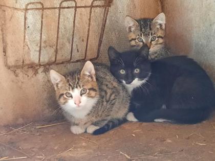 2 niedliche Hauskatzen