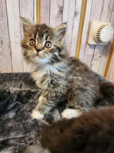 Maine Coon Perser Katze