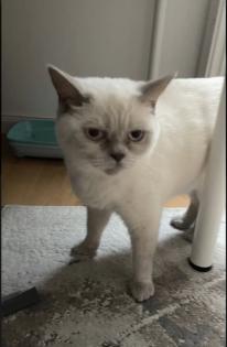 Abgabe bereite BKH blue point kitten