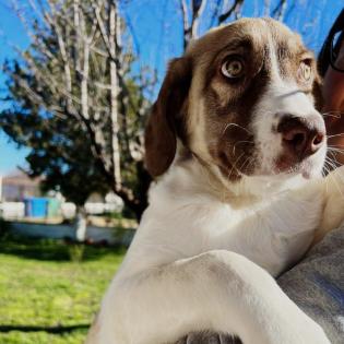 Hazel / Status sucht ein zu Hause