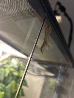 2 Blautaggeckos 1 Goldstaubgecko