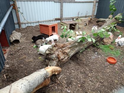 Zwergkaninchen Weibchen und kastrierte Männchen