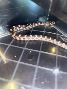 Kornnatter Pantheropis Guttatus NZ 07 25