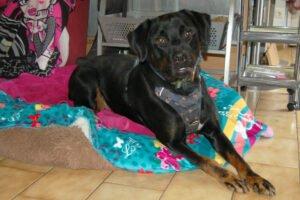 CHOPPER - männlich 2 Jahre 59 cm 36 kg Boxer-Labrador-Mix Gechipt Kastriert